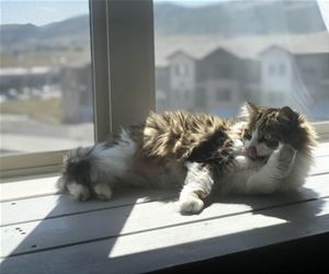 FunnyCatSite