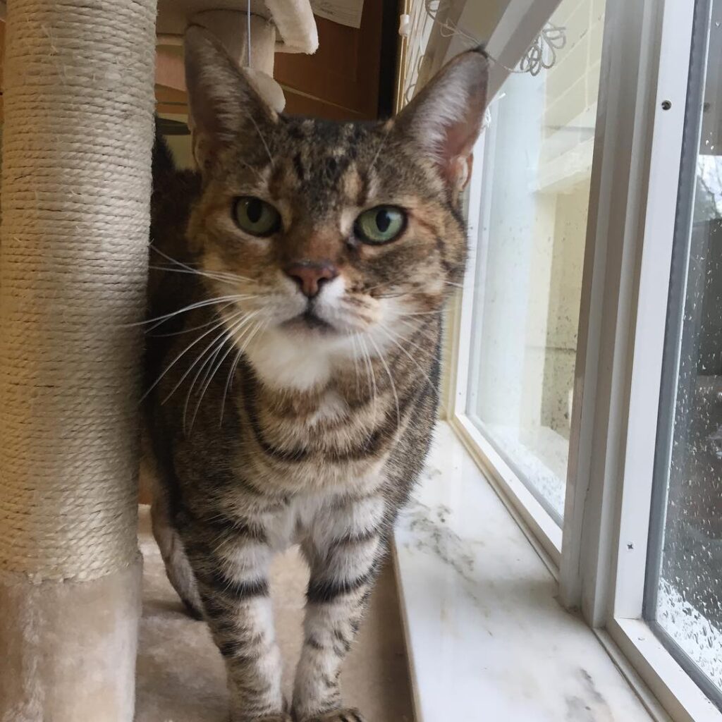 Happy Caturday! . .