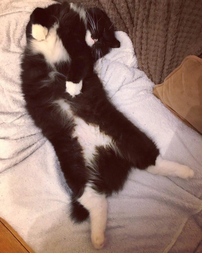 Happy Caturday everyone! first weekend of Harry the hungry kitty