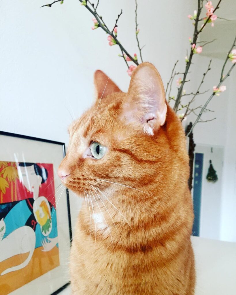 >Happy caturday