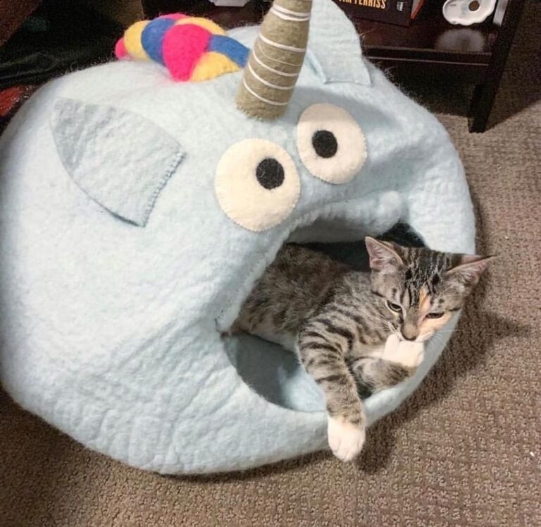 Have a magical day today my furriends!! • • • • • # #