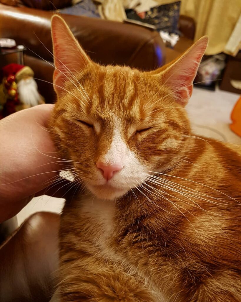 Head scratches while curled up on my lap. He’s got a good life.