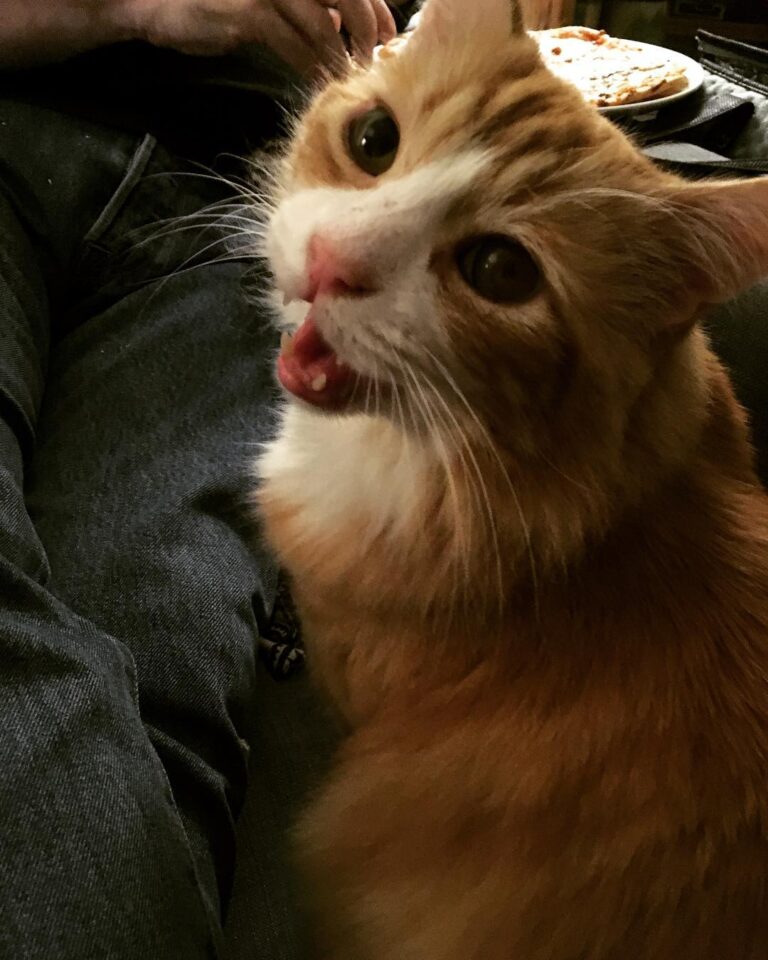 Cute Cat Moment