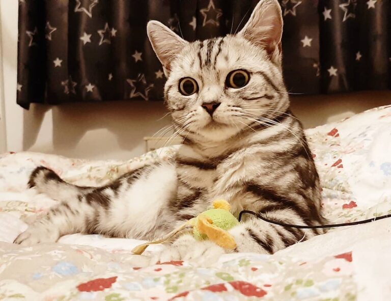 Hey our furriends I’m watching you