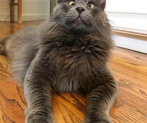 FunnyCatSite