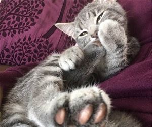 FunnyCatSite