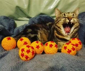 FunnyCatSite