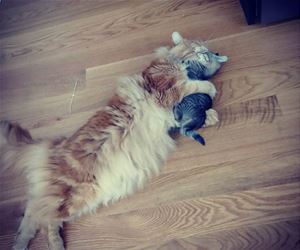 FunnyCatSite