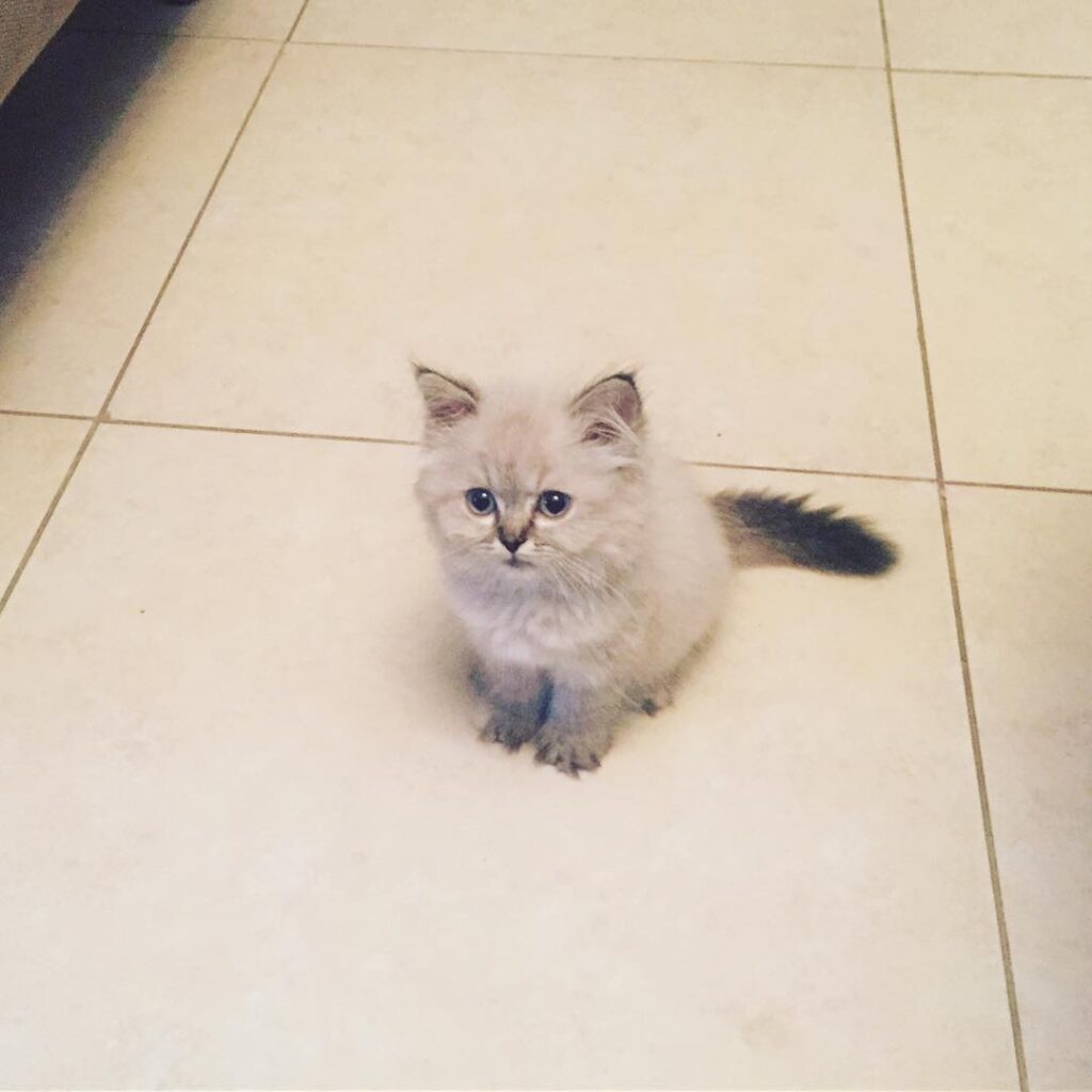 Human please … i need more atention!! . . . . .