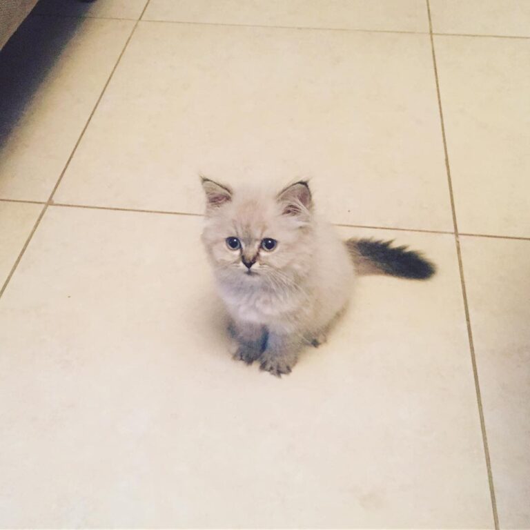 Human please … i need more atention!! . . . . .