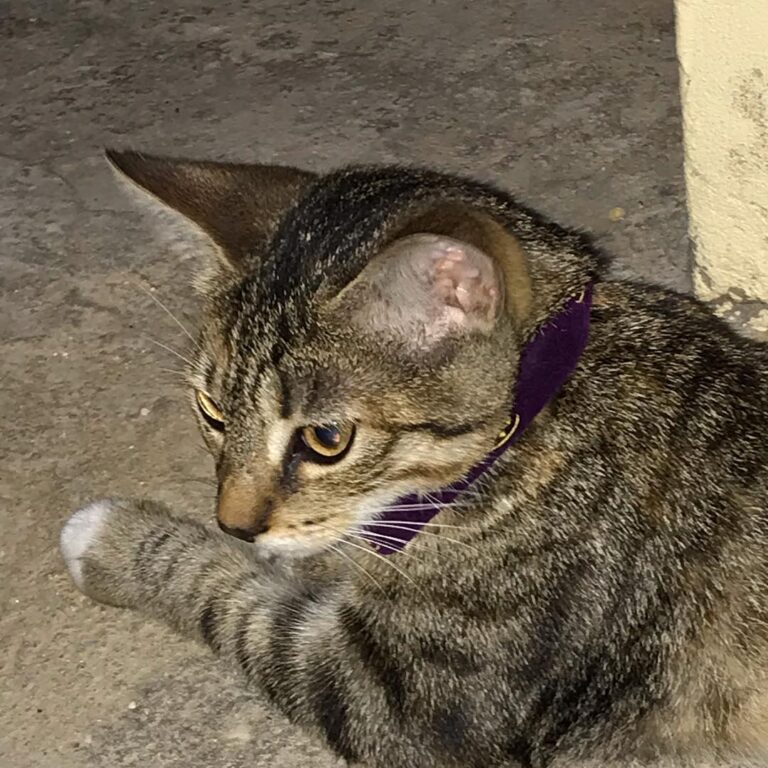 I got a new collar today,but I don’t really like it