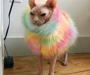 FunnyCatSite