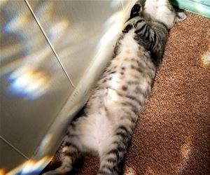 FunnyCatSite