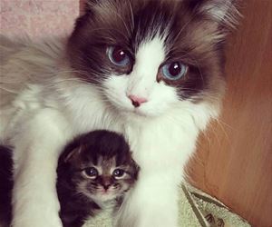FunnyCatSite