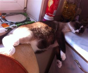 FunnyCatSite
