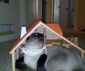 FunnyCatSite