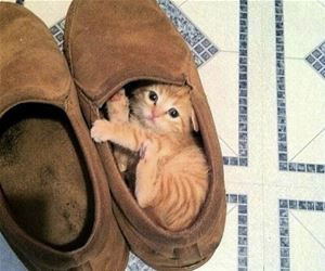 FunnyCatSite