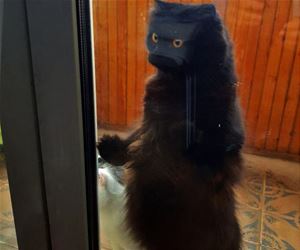 FunnyCatSite