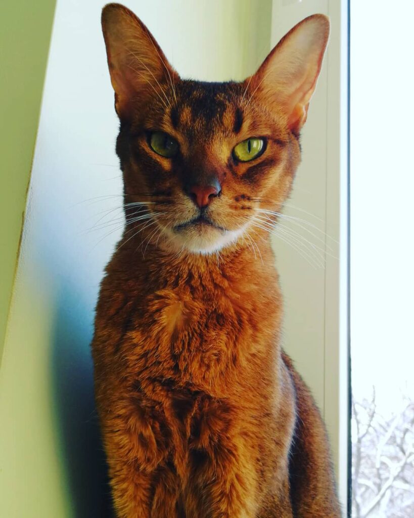 King of my house