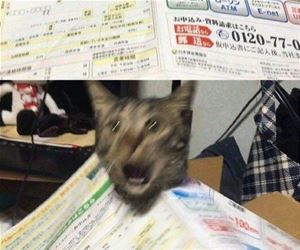 FunnyCatSite