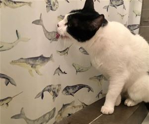 FunnyCatSite