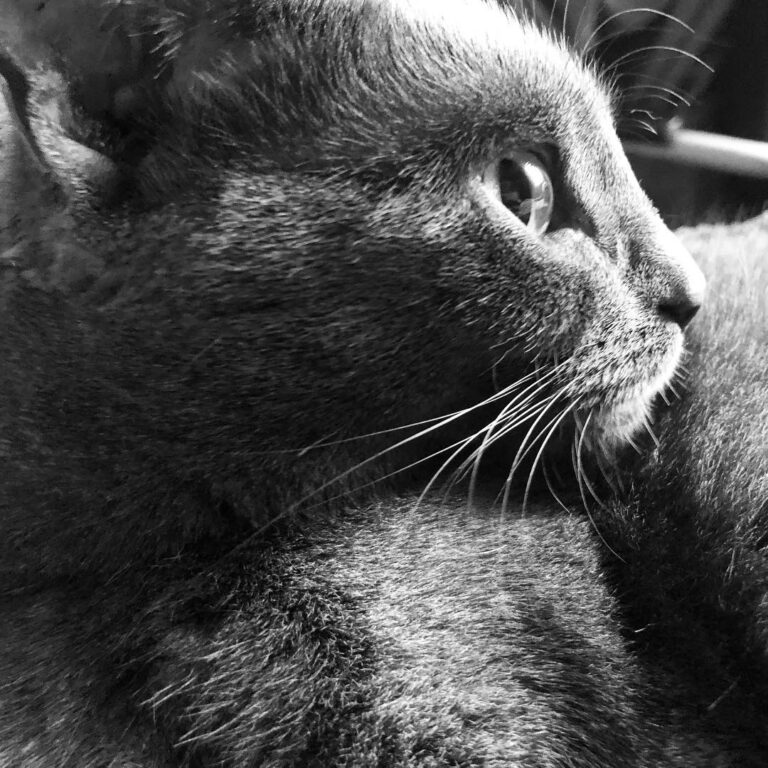 Majestic! ë