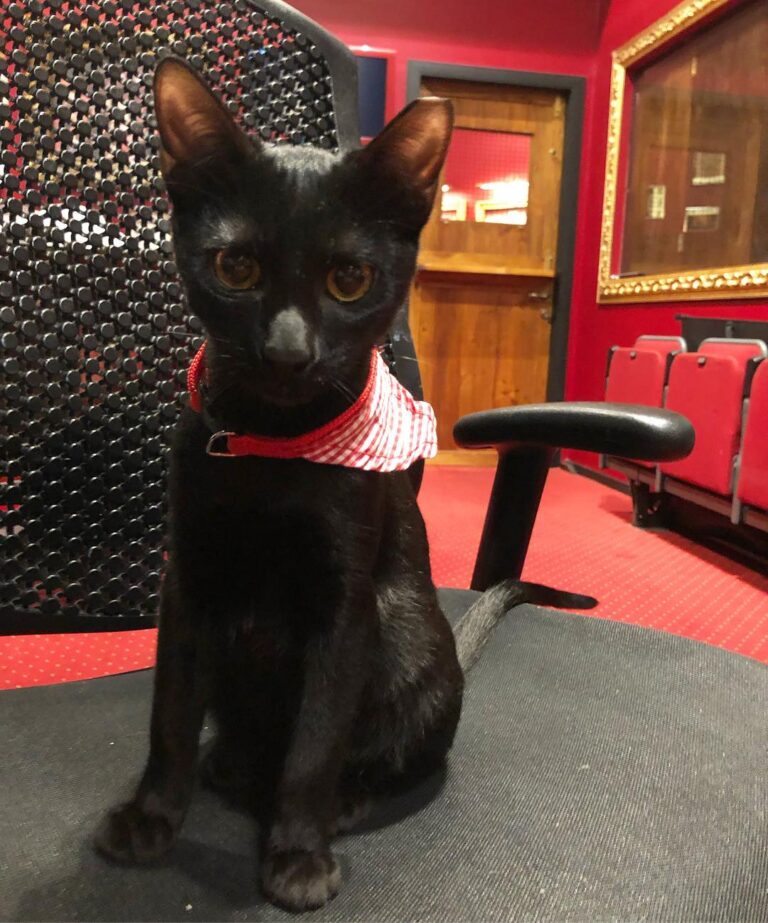 Meet Dobby: a wonderfully gentle 6.5month old kitty who is looking