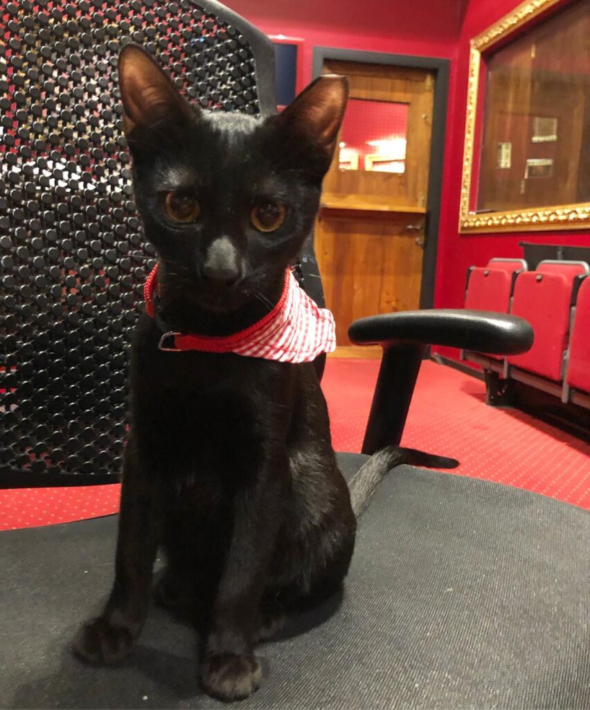 Meet Dobby: a wonderfully gentle 6.5month old kitty who is looking