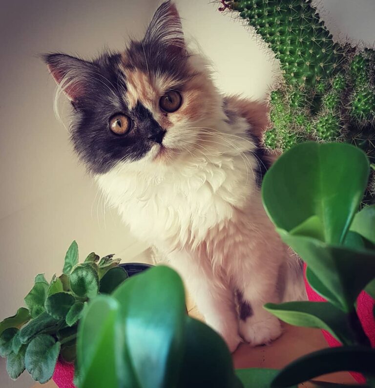 Merle