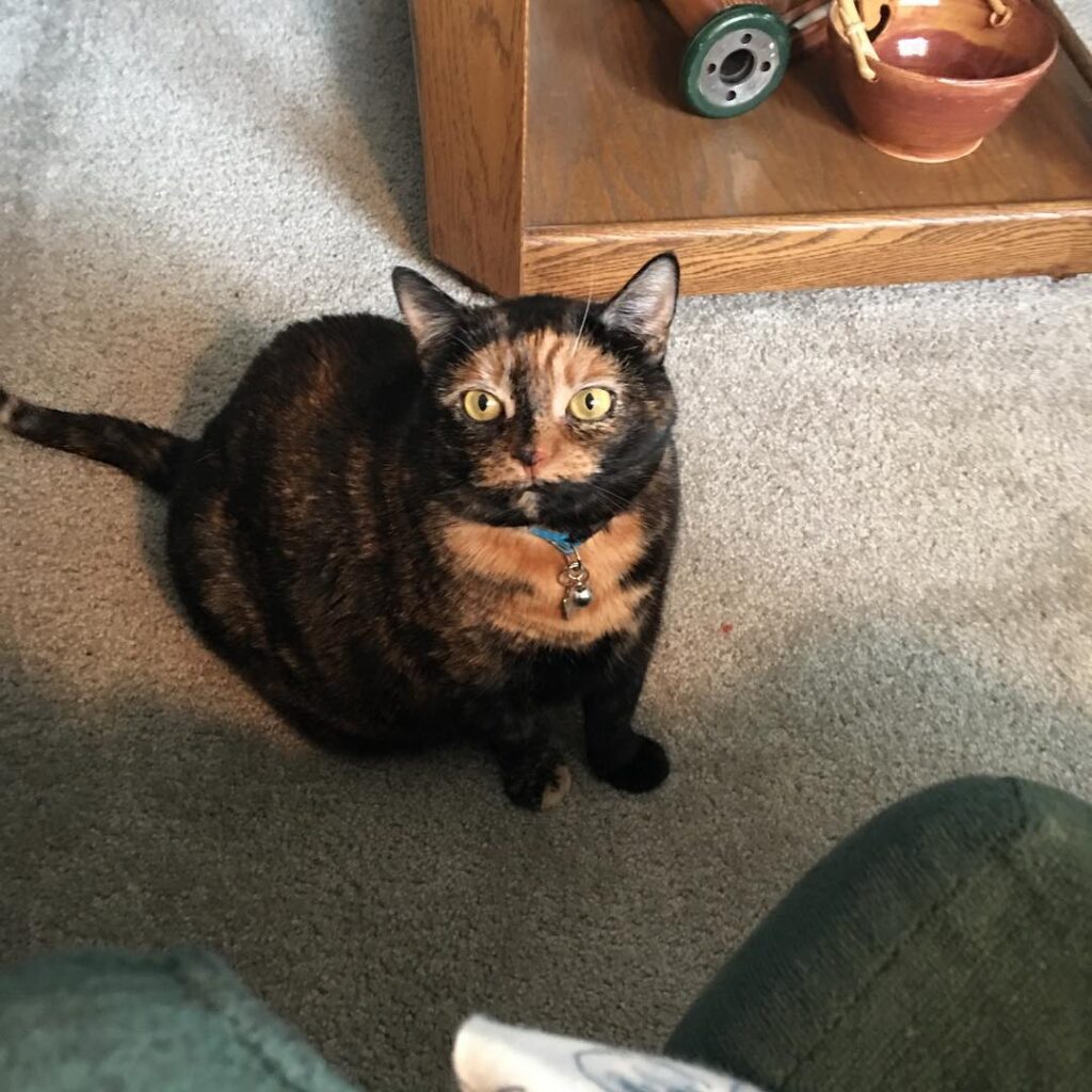 Mom says kittens don’t eat quesadillas. I could try some of hers.