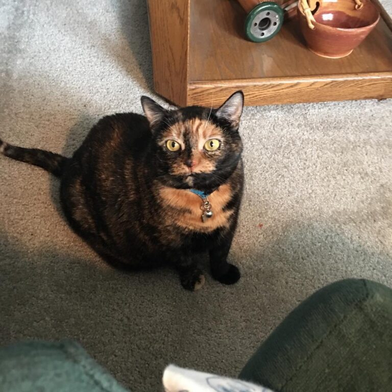 Mom says kittens don’t eat quesadillas. I could try some of hers.