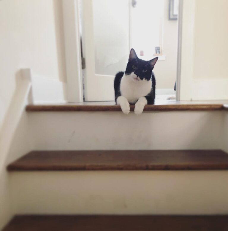 My humans are too busy rescuing & fostering kittens to post about me