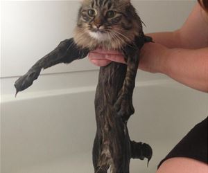 FunnyCatSite