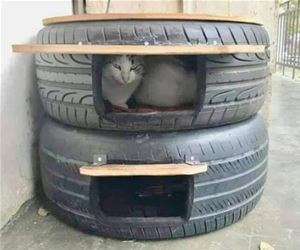 FunnyCatSite