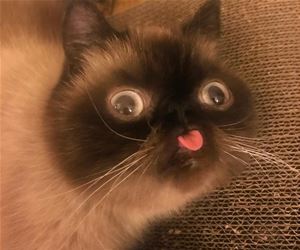 FunnyCatSite