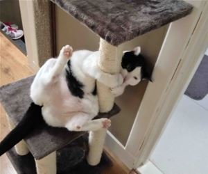FunnyCatSite