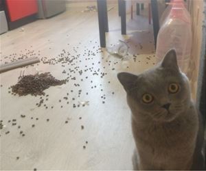 FunnyCatSite