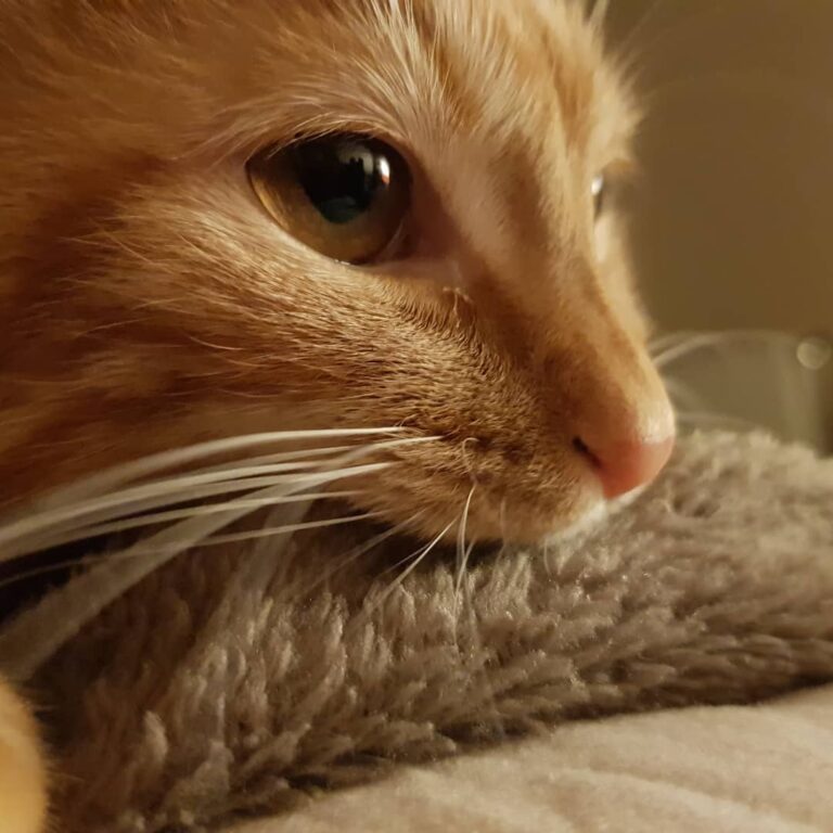 Oscar et le plaid doudou.