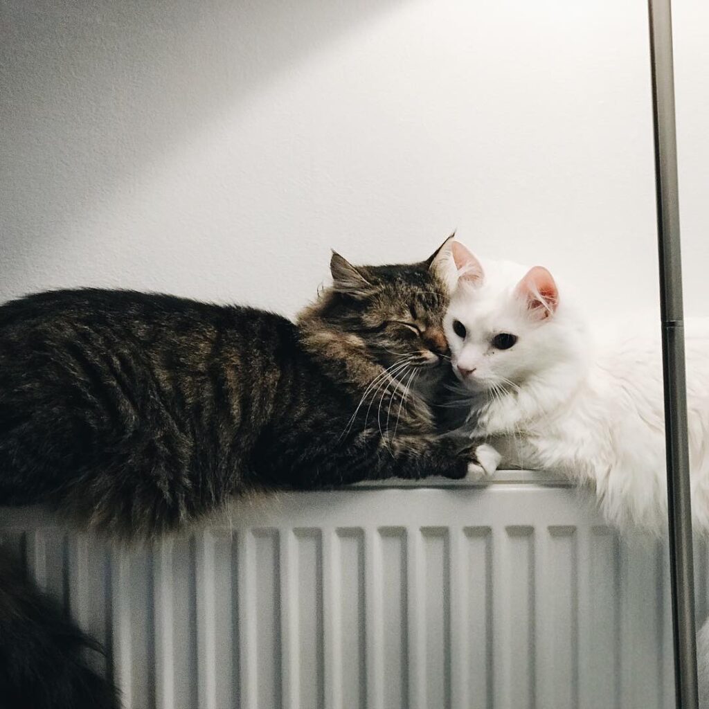 Pablo and Bella warming their booties