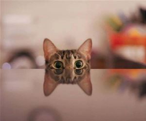 FunnyCatSite