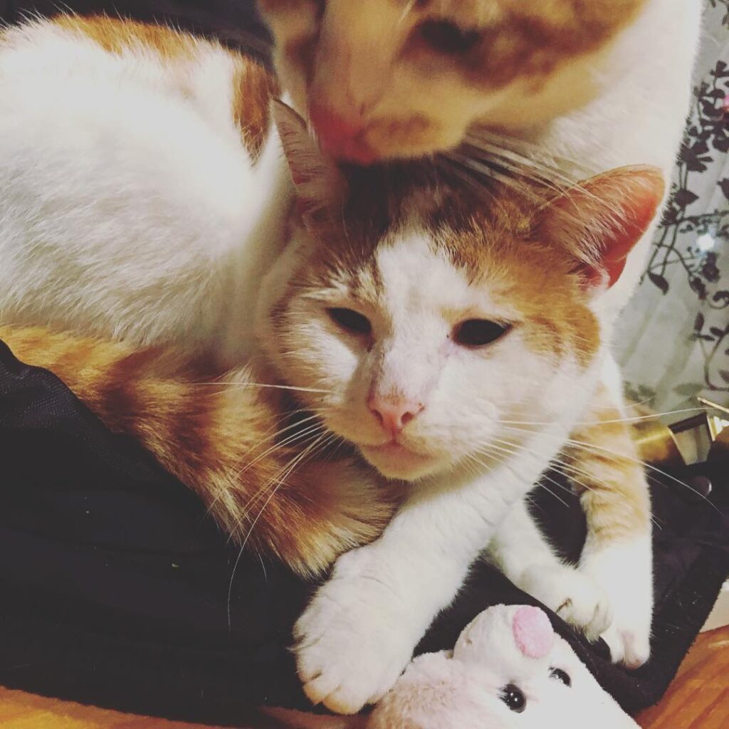 Personal space kitty.. personal space..