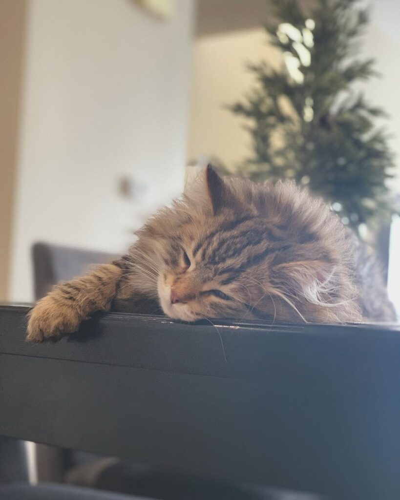 Professional napper and troublemaker