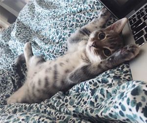FunnyCatSite
