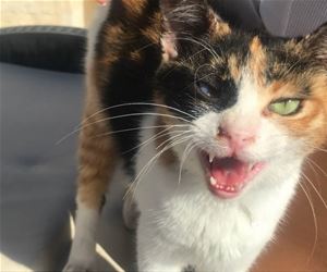 FunnyCatSite