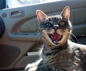 FunnyCatSite
