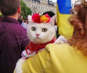 FunnyCatSite