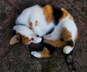 FunnyCatSite
