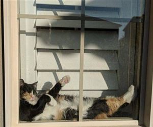 FunnyCatSite