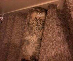 FunnyCatSite