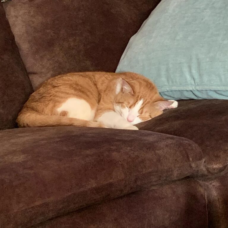 Rosie is thoroughly enjoying her comfy new napping spot.